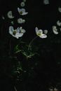Close-up of Northern Anemones