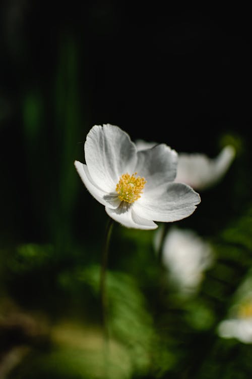 Free Close-Up Photo of a White Snowdrop Anemone Stock Photo