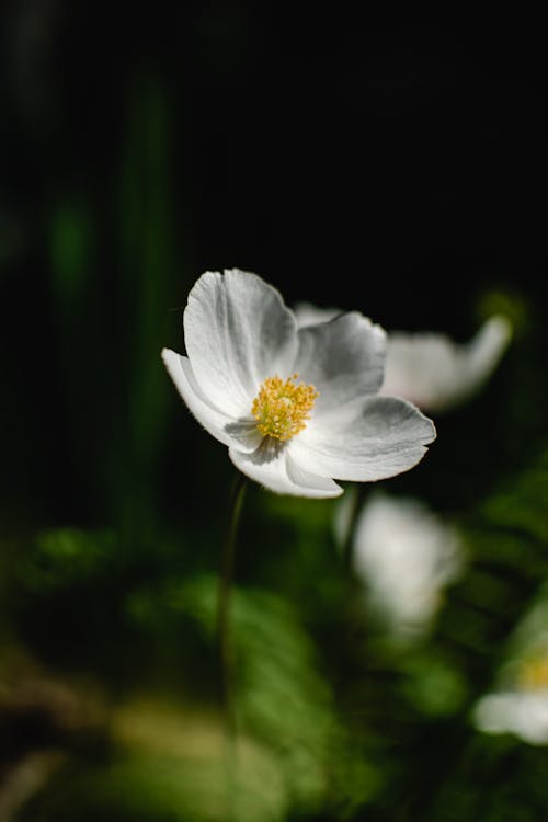 คลังภาพถ่ายฟรี ของ anemonoides sylvestris, กลีบดอก, กลีบดอกไม้