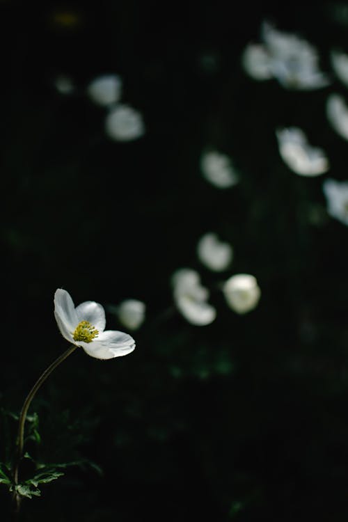 Foto d'estoc gratuïta de anèmona nevades, anemonoides sylvestris, delicat