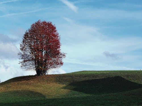 Бесплатное стоковое фото с газон, гора, дерево