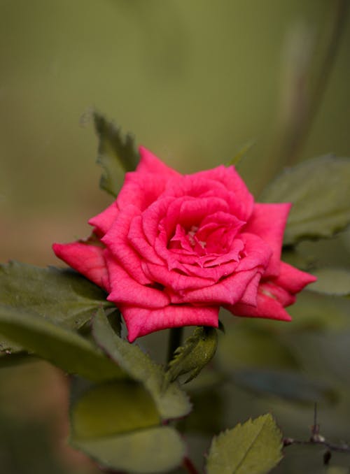 Roze Roos In Bloei
