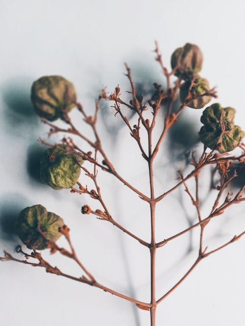 From above of thin dry twigs of plant with small withered leaves placed on white background in light room of modern studio