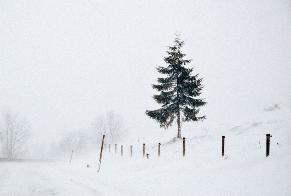 A serene pine tree stands amidst heavy snow and fog, creating a tranquil winter scene.