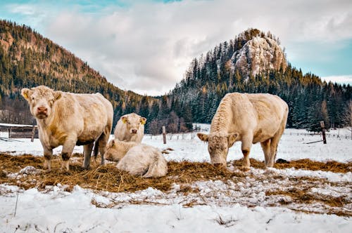 雪に覆われた地面の羊の群れ