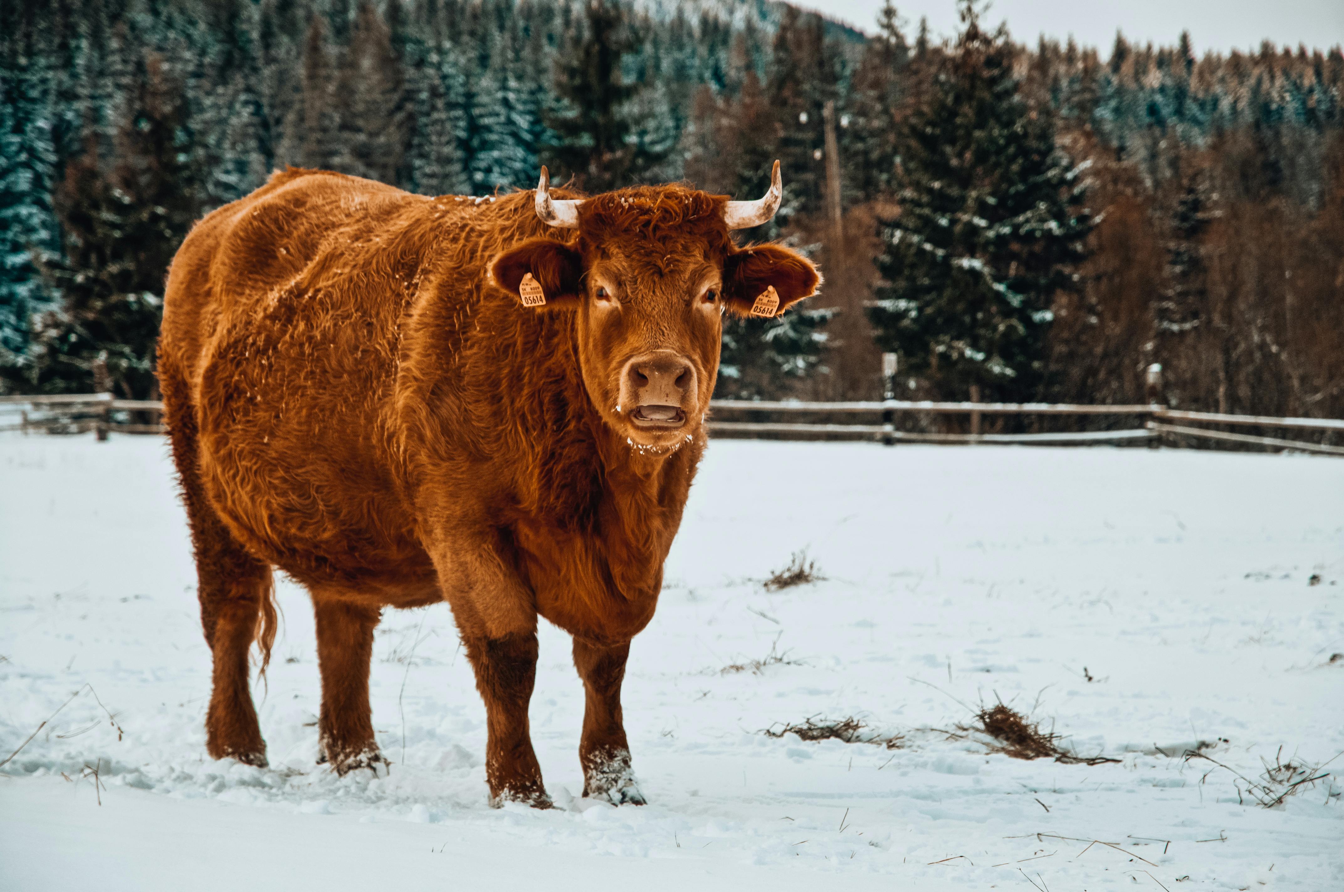 grátis Vaca Marrom Em Campo Coberto De Neve Foto profissional