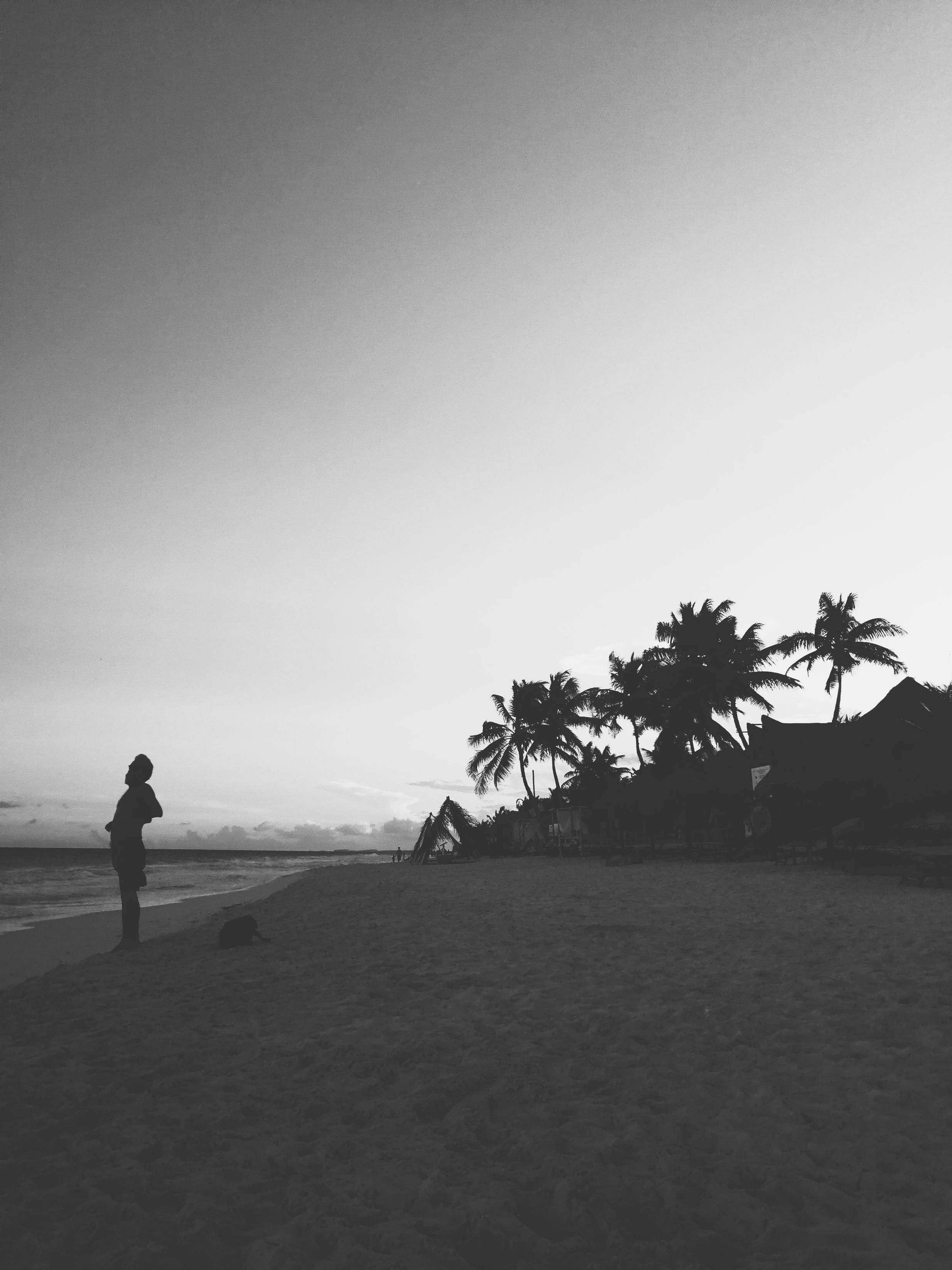 무료 야자수 근처에 서있는 남자의 실루엣 스톡 사진