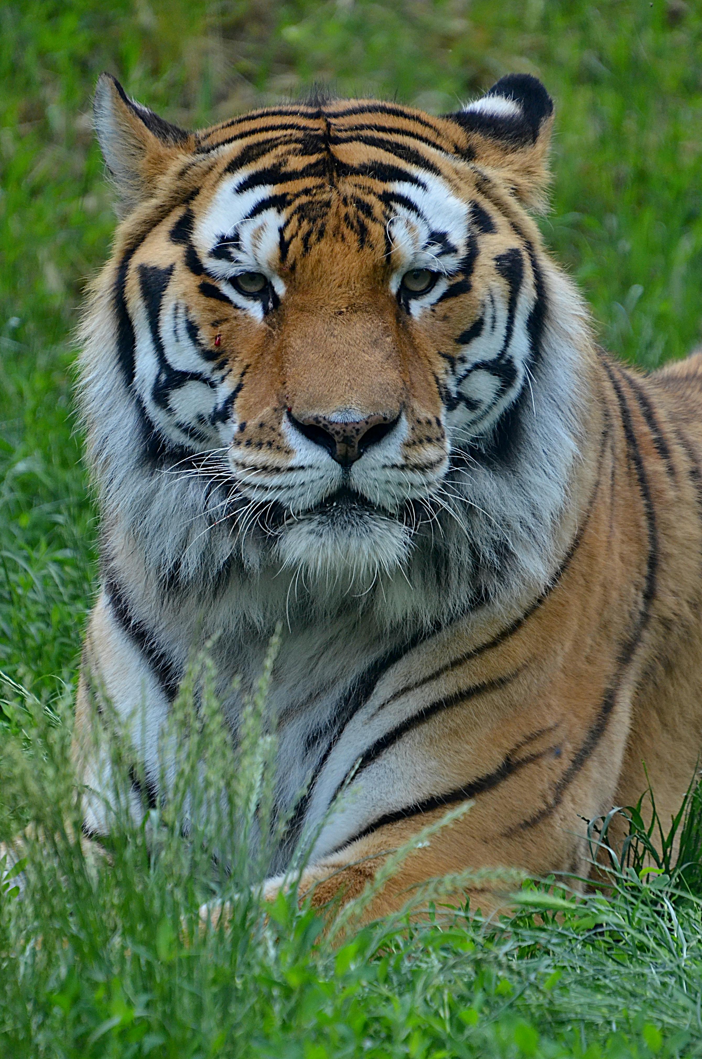 Tigre Branco Predador Gato Grande - Imagens grátis no Pixabay - Pixabay