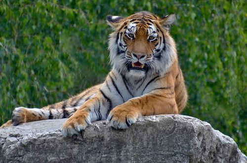 Free A majestic tiger lying on a rock in a lush green forest, showcasing its regal presence. Stock Photo