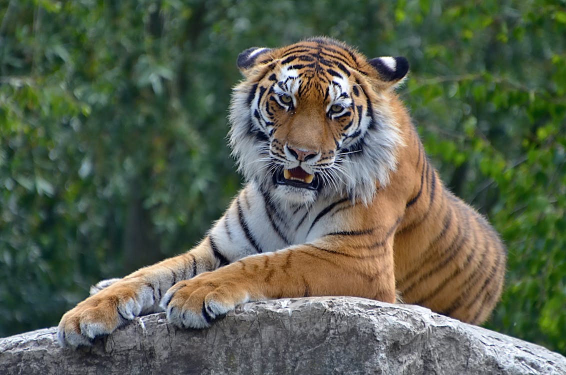 Tiger Lying on Gray Rock · Free Stock Photo