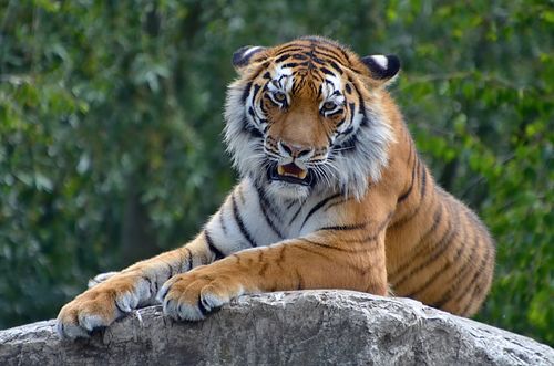 Free Captivating image of a majestic tiger lounging on a rock, showcasing its fierce and regal nature. Stock Photo