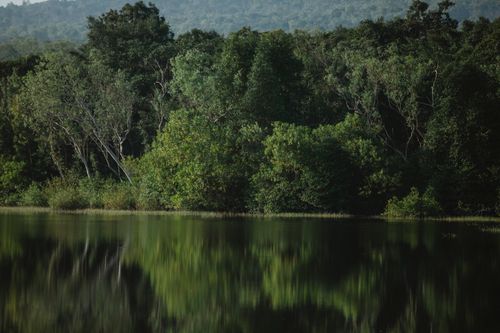 Free Picturesque view of forest with high green trees and bushes reflecting in pure lake in daytime Stock Photo