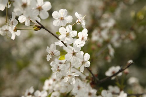 Free Close-Up Shot of White Cherry Blossoms Stock Photo