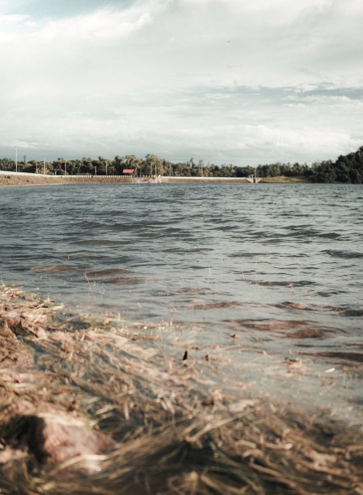 Polluted Lake Shore