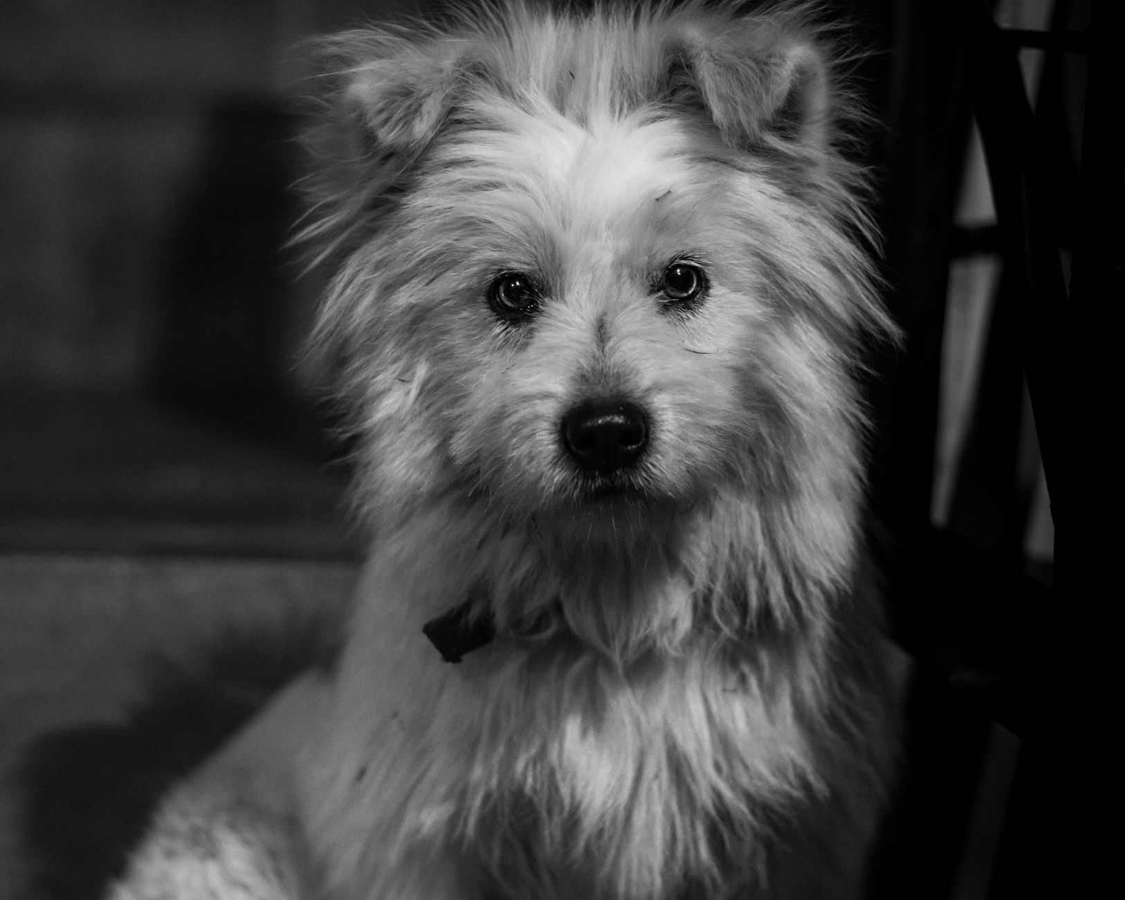 Portrait of a dog at a veterinary clinic