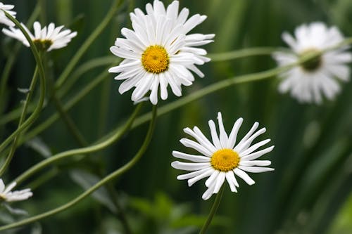 Close-up of Daisies