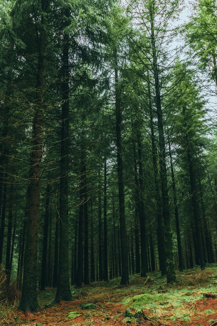 Lush Pine Trees Glowing In Woods