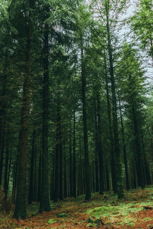 Free From below of tall coniferous trees growing in lush forest on sunny day Stock Photo