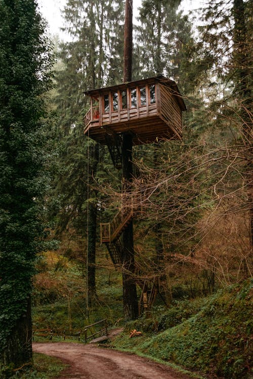 Low angle of small wooden house with stairs on tall tree in lush green forest on cloudy day in Spain