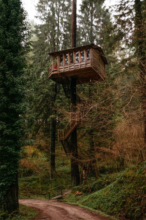 Free Low angle of small wooden house with stairs on tall tree in lush green forest on cloudy day in Spain Stock Photo