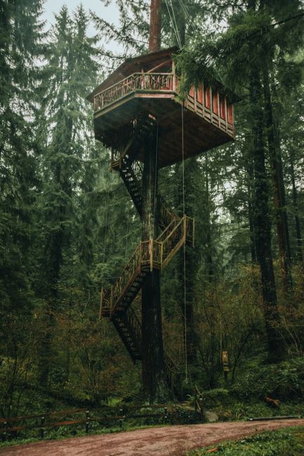 From below of small wooden house with terrace ans staircase built on tall tree growing in lush coniferous forest