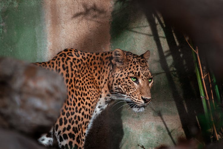 Adorable Leopard Standing In Zoological Garden