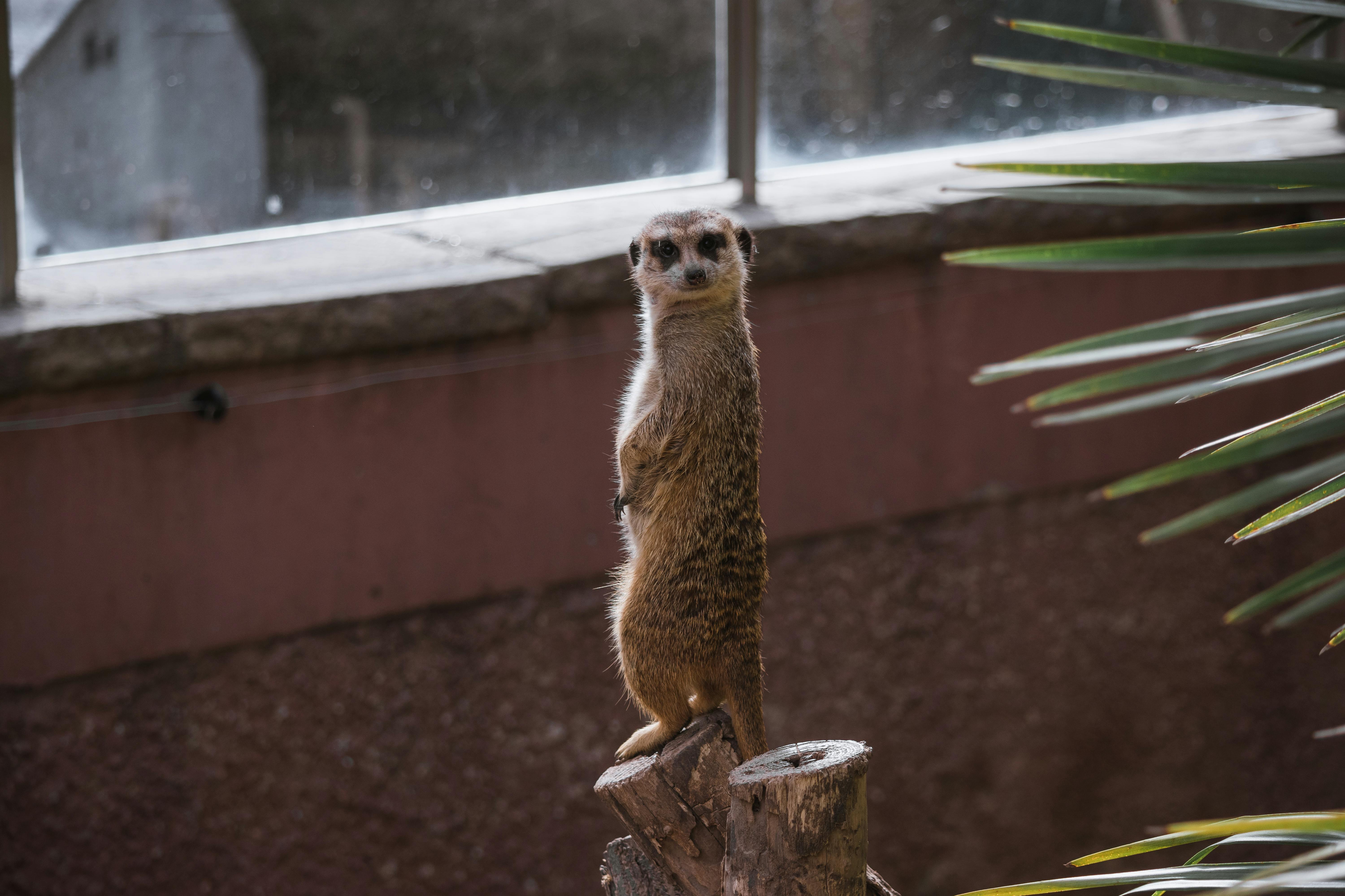 Side view of funny meerkat standing on hind legs on tree log and looking at camera in zoo enclosure in sunlight