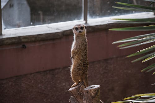 Free Cute suricate standing on tree trunk in zoo Stock Photo