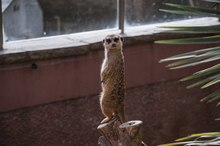 Cute Suricate Standing On Tree Trunk In Zoo