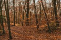 Empty pathway covered with dry fallen leaves between tall trunks of trees in autumn woods