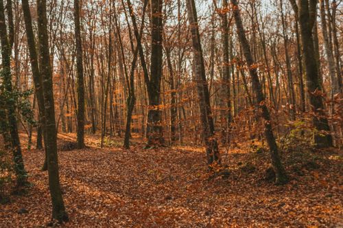 Free Empty pathway covered with dry fallen leaves between tall trunks of trees in autumn woods Stock Photo