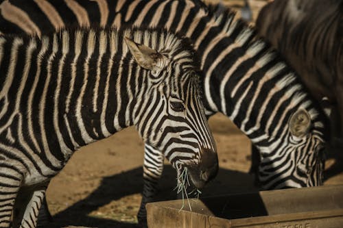 Wild zebras eating grass in zoological park