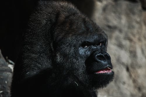 Free Wild fluffy large black ape with large head and short neck in wildlife Stock Photo