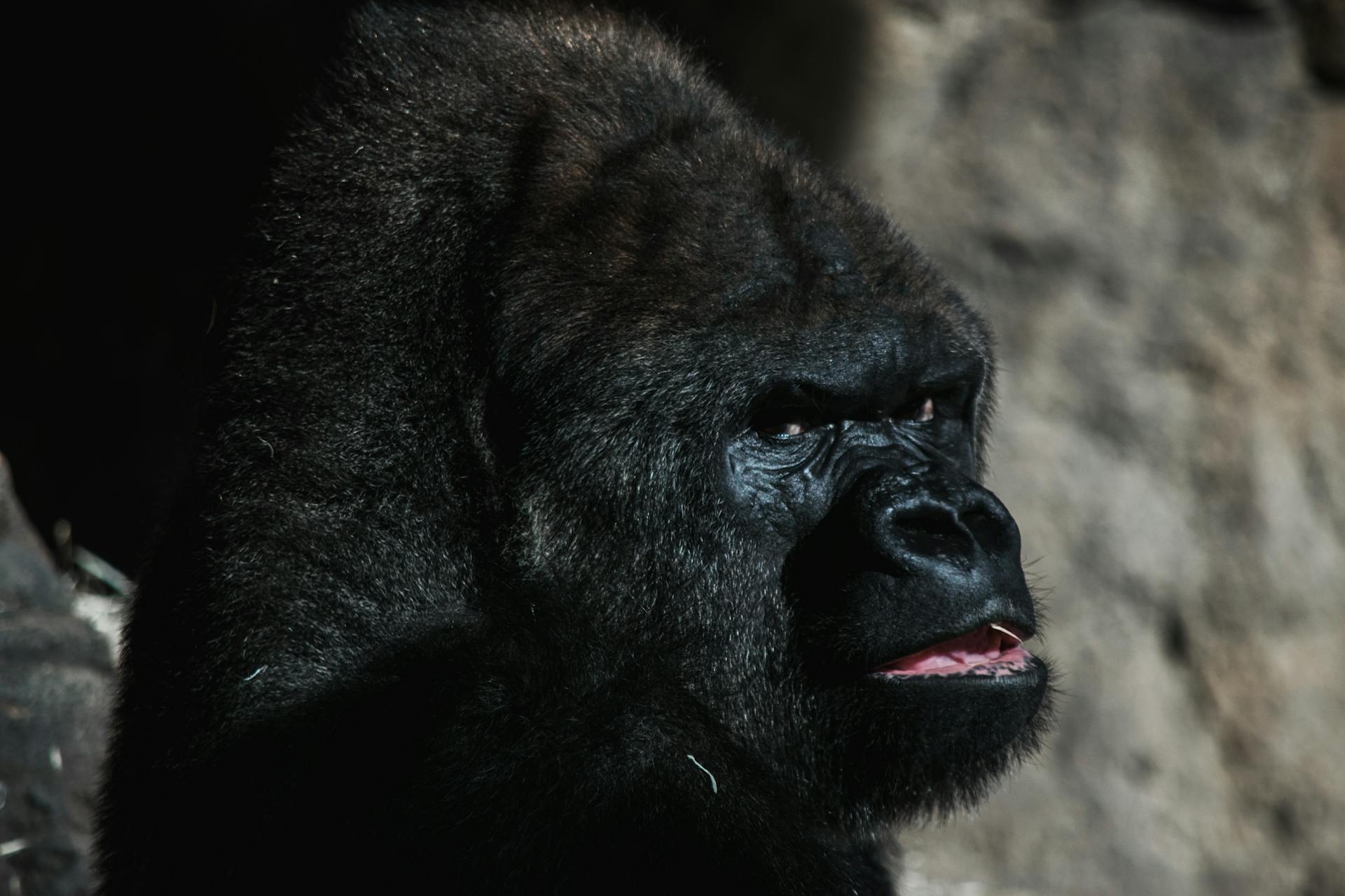 Wild fluffy large black ape with large head and short neck in wildlife