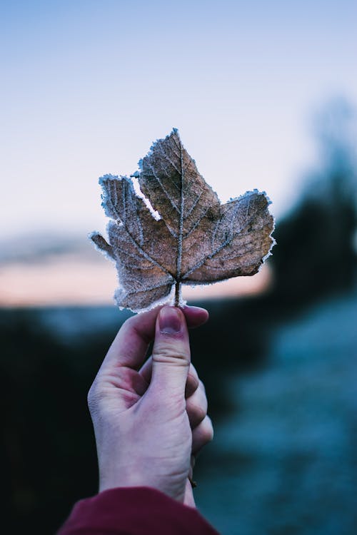 Crop anonymous person demonstrating dry leaf of maple in frosty evening in nature