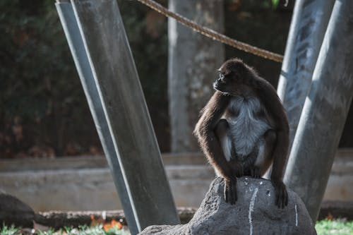Attentive monkey with hairy body sitting on stone in zoological park in daylight