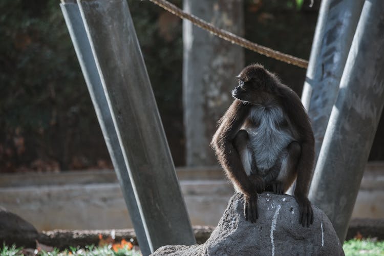 Hairy Monkey Sitting On Stone In Zoo