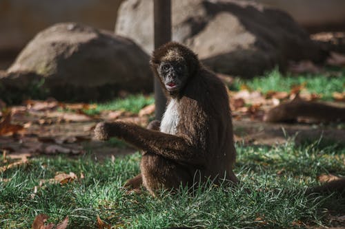 緑の草の上に座っている茶色の猿