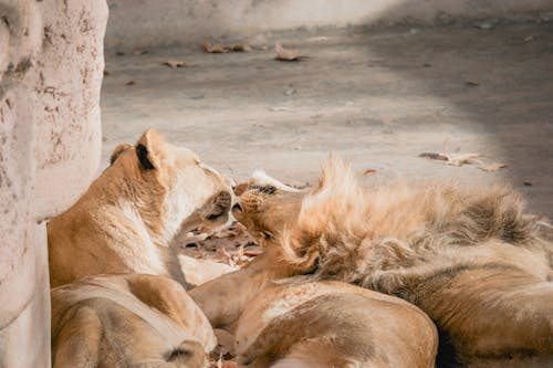 Lions lying together on concrete ground