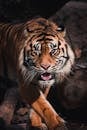Dangerous hairy wild tiger with striped fur and mouth opened in wildlife in daytime