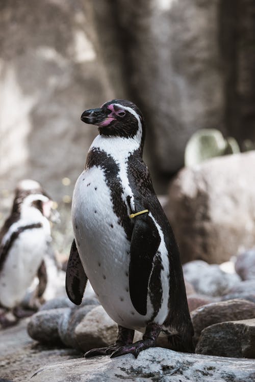 grátis Pinguim Preto E Branco Parado Na Rocha Marrom Foto profissional