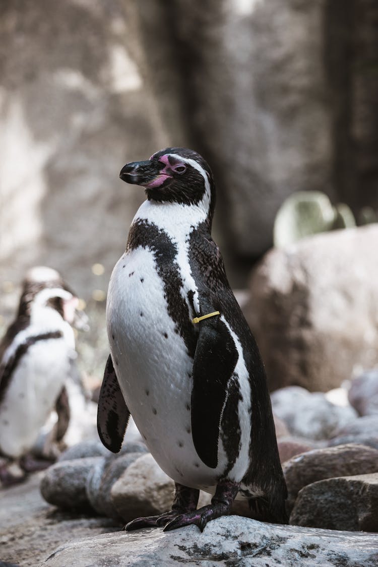 Cute Penguin Standing On Stony Ground In Habitat