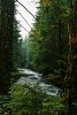 Scenery of fast shallow river streaming through green verdant trees in thick woodland in daylight