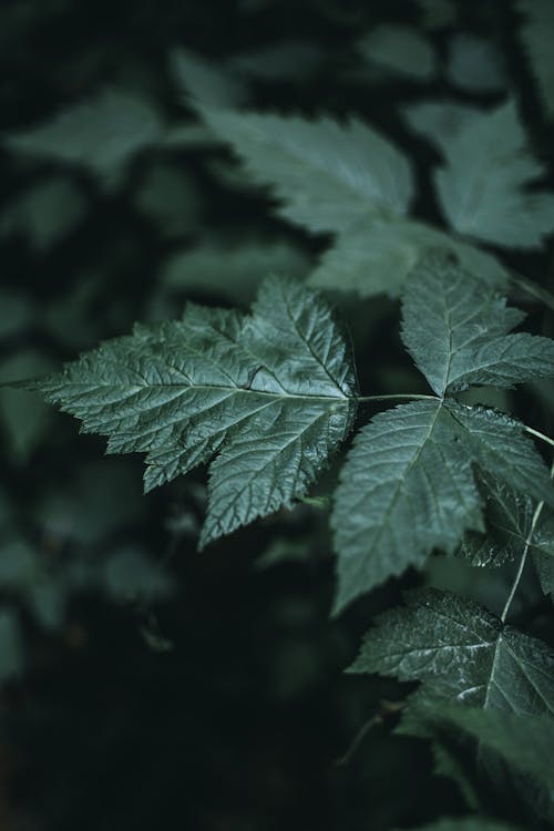 Dark green plant leaves in nature