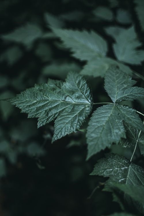 Free From above verdant dark green plant leaves growing in lush abundant woodland in nature Stock Photo