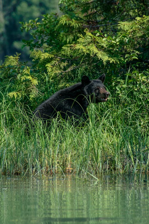Free Black bear sitting on grassy lakeside in wild nature Stock Photo