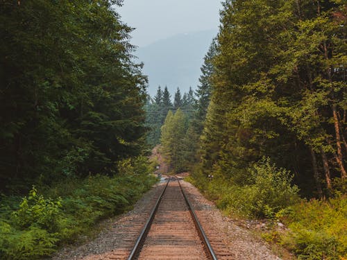 Straight rural railway running through abundant evergreen woodland trees on clear summer day