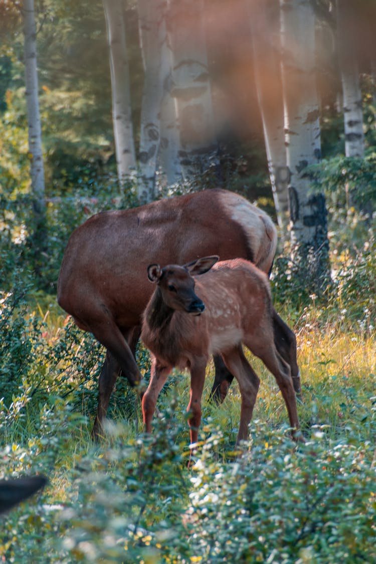 Deer Standing In Lush Green Forest