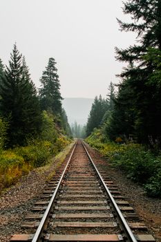 Rural railway running through verdant green forest