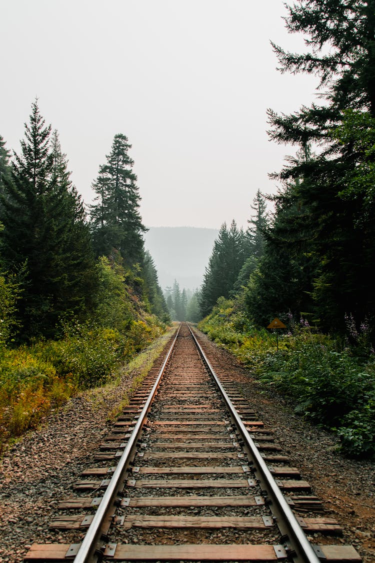 Rural Railway Running Through Verdant Green Forest